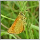 Ochlodes sylvanus - Rostfarbiger Dickkopf w02.jpg